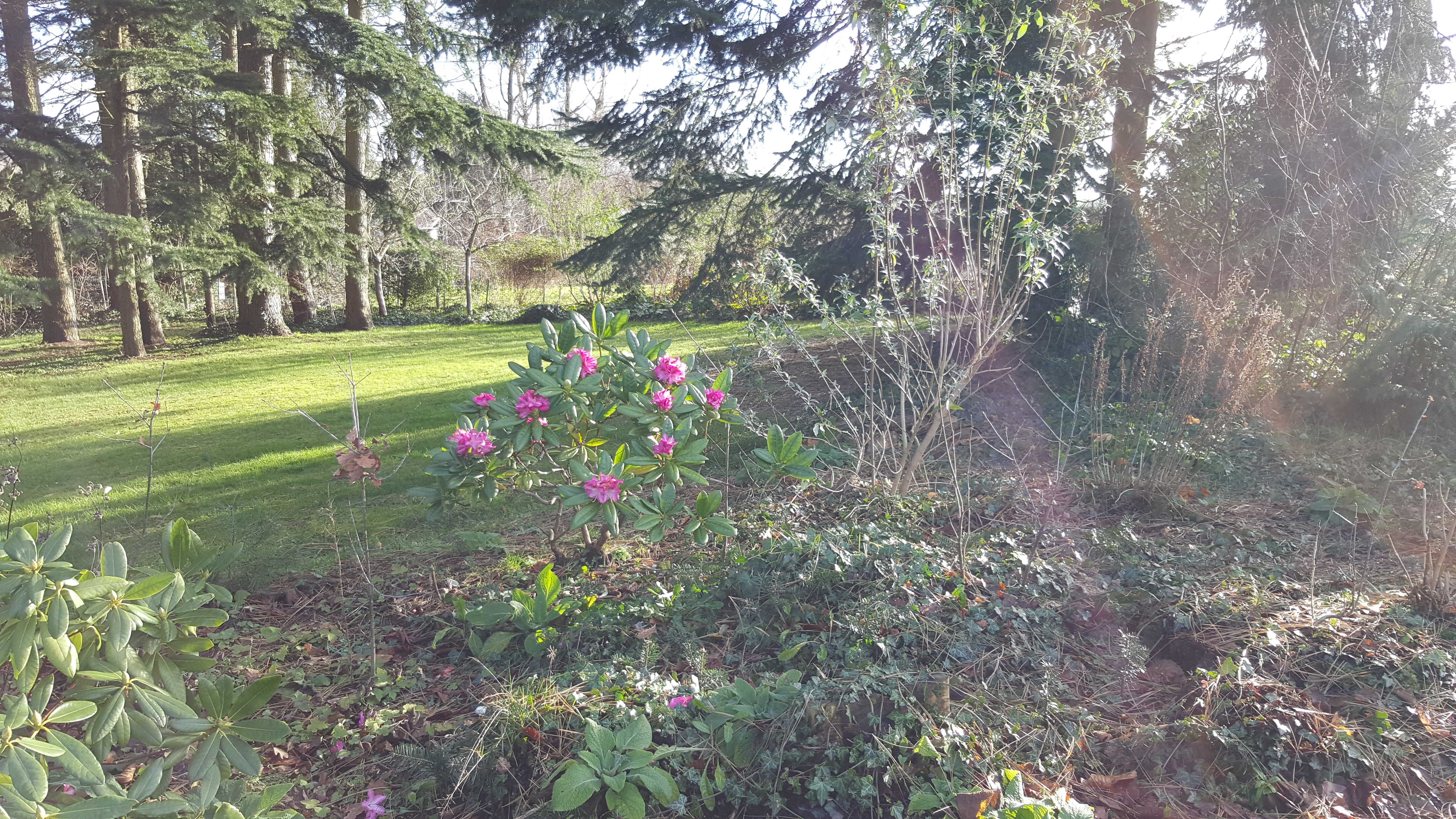 rhodo ilotcentral20200116_142935.jpg